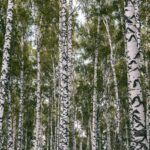 листа от бреза