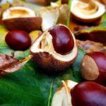 Конски кестен