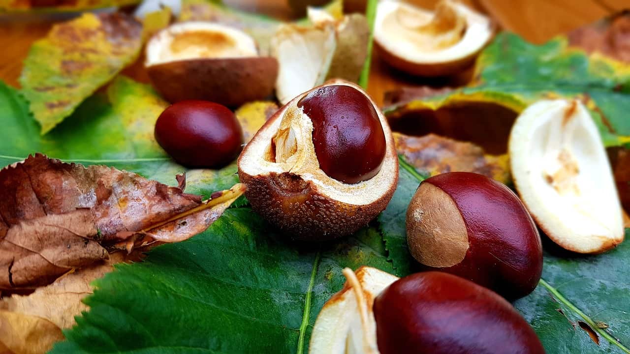 Конски кестен