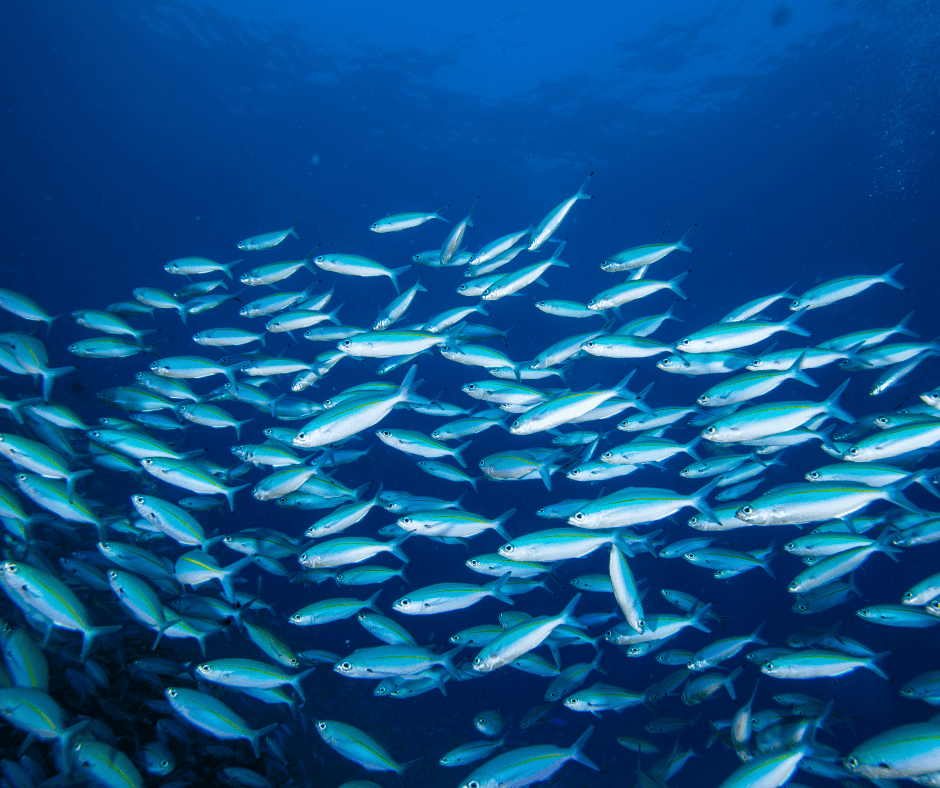 рибен колаген